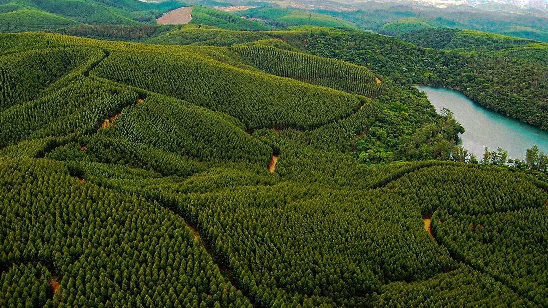 Solução da UniSoma otimiza planejamento e prepara a Eldorado Brasil para aumentar sua produção